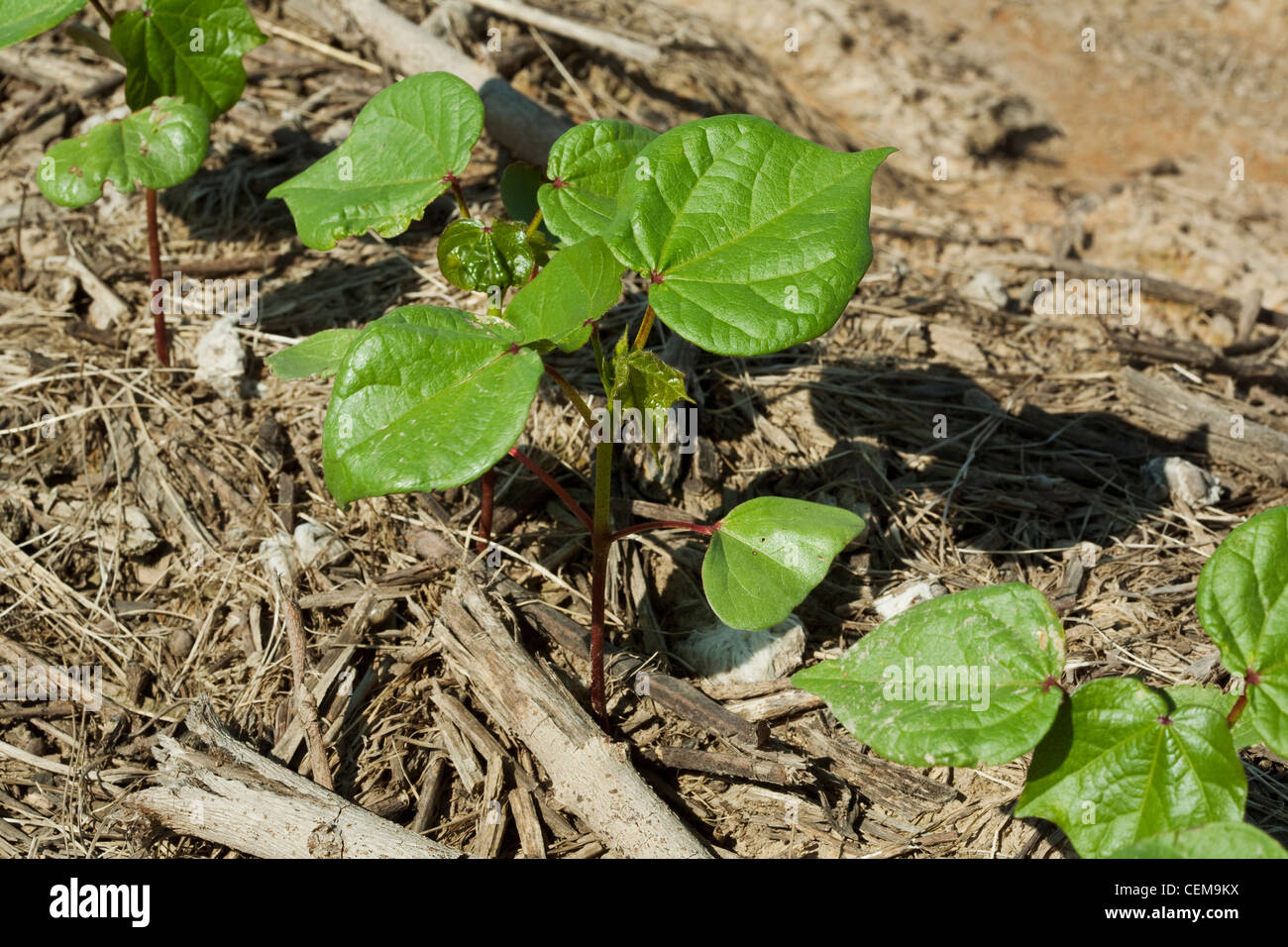 Gros plan du semis de coton au stade 6 feuilles, planté le non-labour dans le résidu de la récolte de maïs de l'année précédente / Arkansas, USA. Banque D'Images