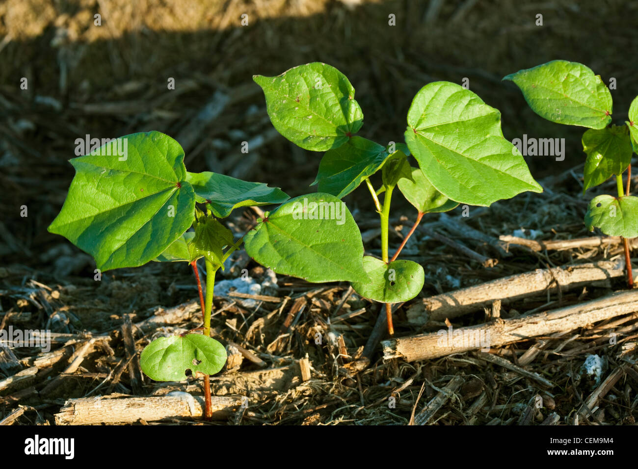 Les semis de coton au stade 4 feuilles, planté le non-labour dans le résidu de l'année précédente, la récolte de coton de l'Arkansas /, USA. Banque D'Images