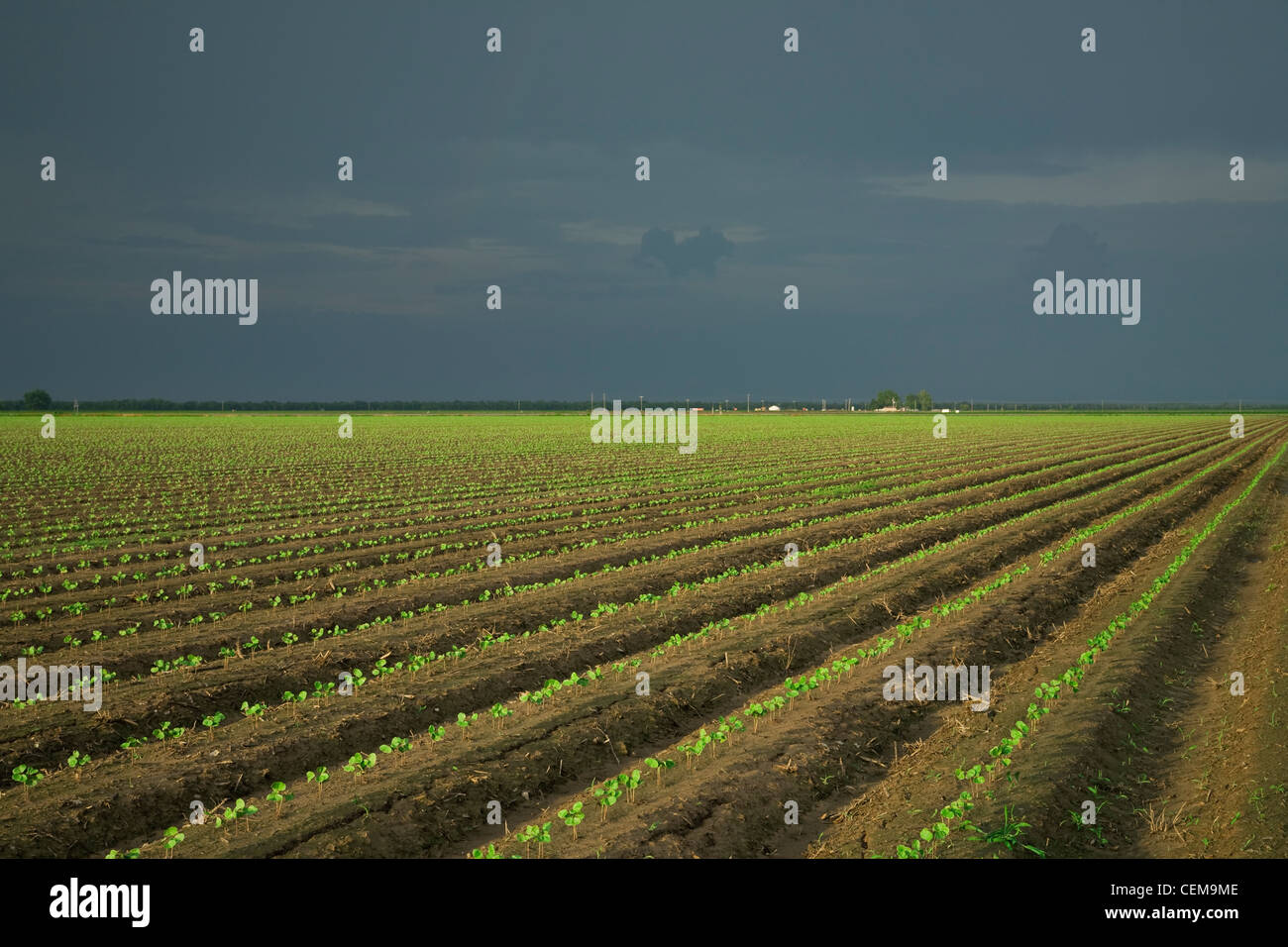 Domaine de semis de coton lors de la 3e étape vraie feuille, plantés sur sol lits dans un système de travail du sol classique / New York, USA. Banque D'Images