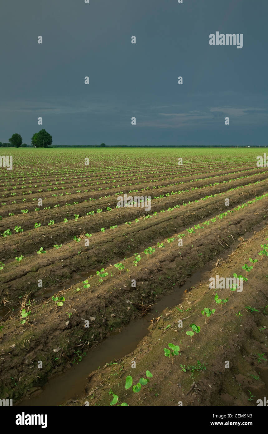 Domaine de semis de coton lors de la 3e étape vraie feuille, plantés sur sol lits dans un système de travail du sol classique / New York, USA. Banque D'Images