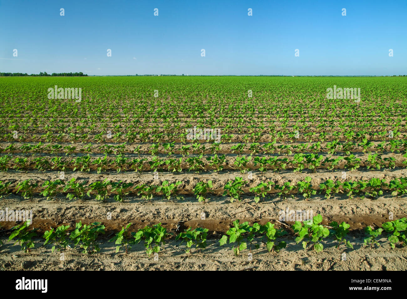 Grand champ de début de la croissance des plants de coton à la 4-6 feuilles, plantés sur sol lits dans un système de conservation du sol / USA Banque D'Images