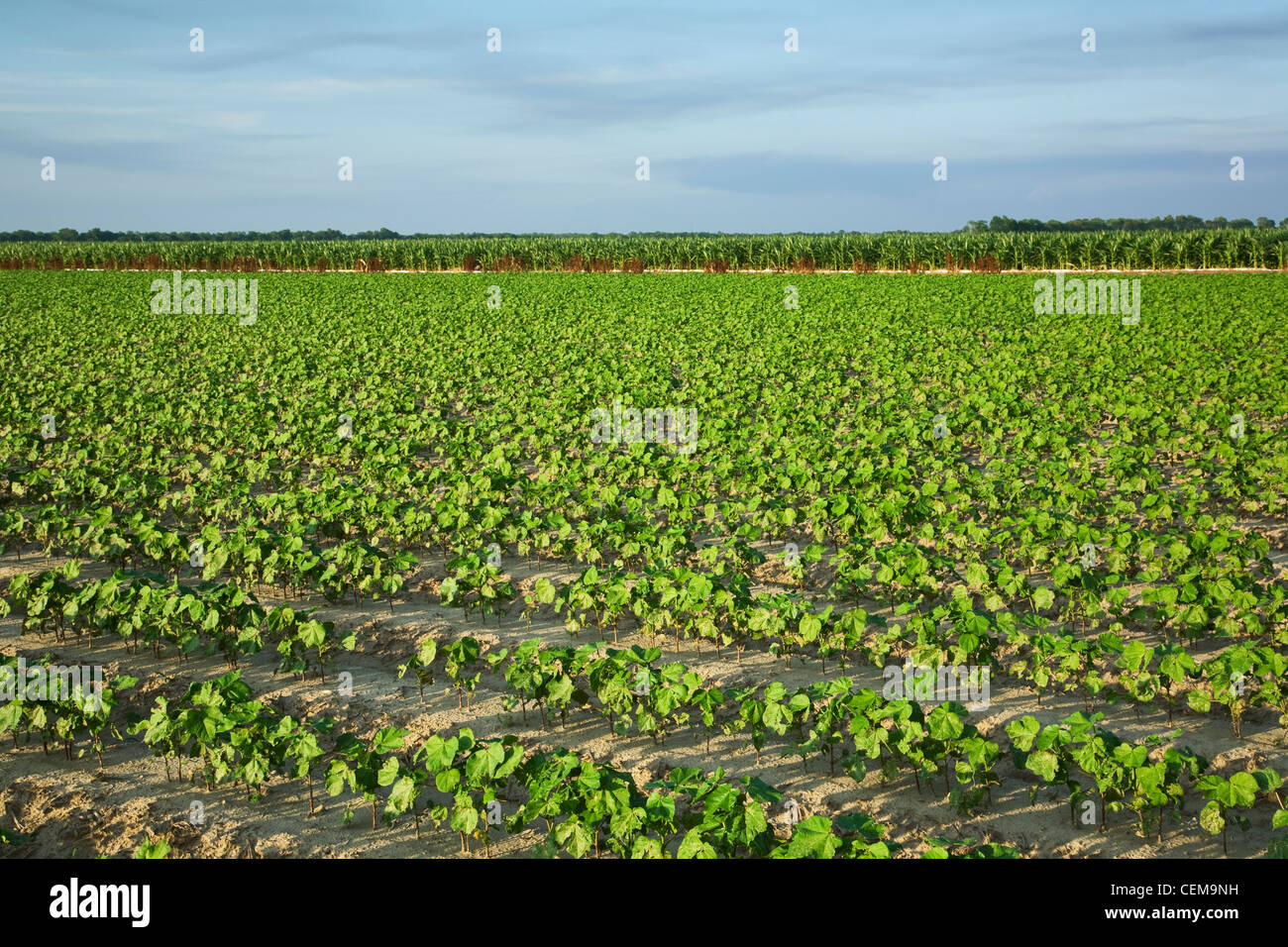 Domaine de la croissance initiale des plants de coton au stade 8 feuilles, avec une récolte de maïs-grain en pleine phase de remplissage auriculaire dans le contexte / USA. Banque D'Images