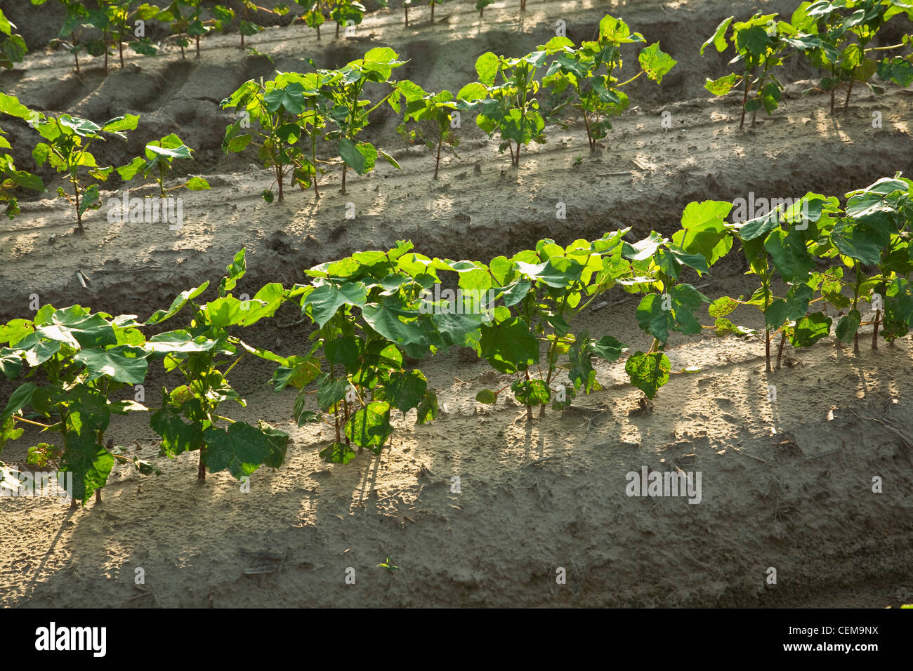 Lignes de début de la croissance des plants de coton à la 8-10 feuilles, plantés sur sol lits dans un système de travail du sol classique / de l'Arkansas. Banque D'Images