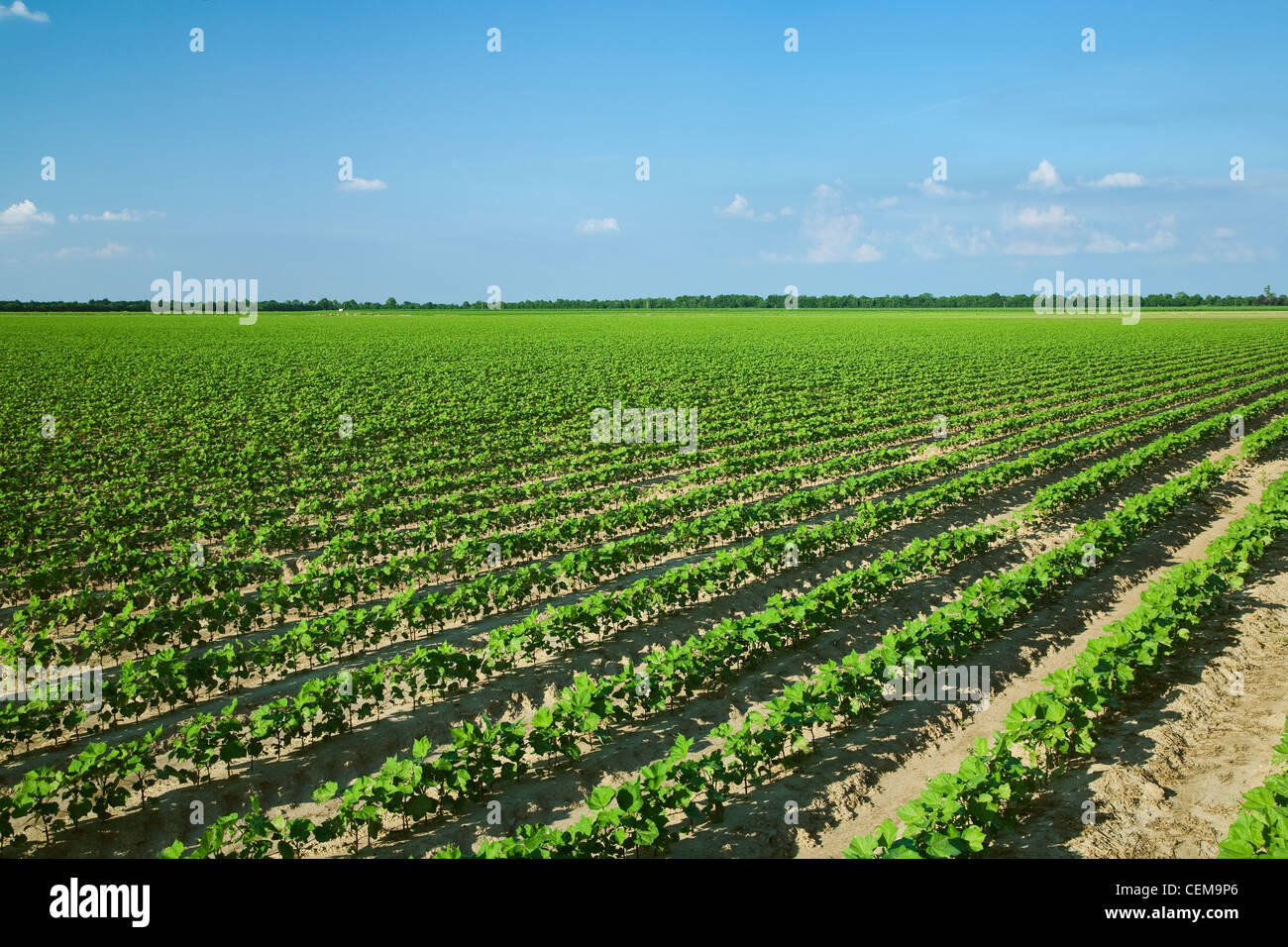 Domaine de la croissance initiale des plants de coton à la 8-10 feuilles, plantés sur sol lits dans un système de travail du sol classique / Arkansas Banque D'Images