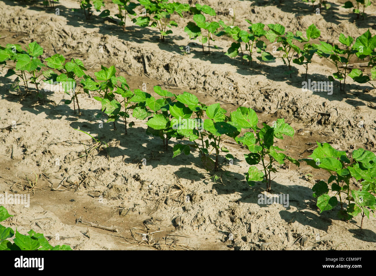Lignes de début de la croissance des plants de coton à la 8-10 feuilles, plantés sur sol lits dans un système de travail du sol classique / de l'Arkansas. Banque D'Images