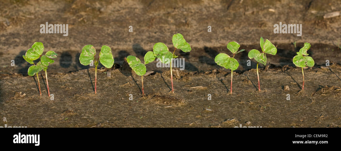 Rangée de plants de coton au stade cotylédon, planté dans un champ de labour classiques / près de l'Angleterre, Arkansas, USA. Banque D'Images