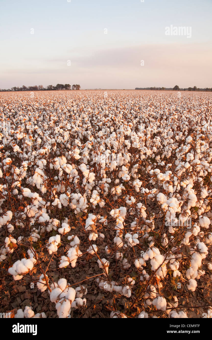 Grand champ de haut rendement défoliés à maturité des plants de coton à la récolte à la fin de l'automne de l'après-midi / lumière de l'Arkansas, USA. Banque D'Images