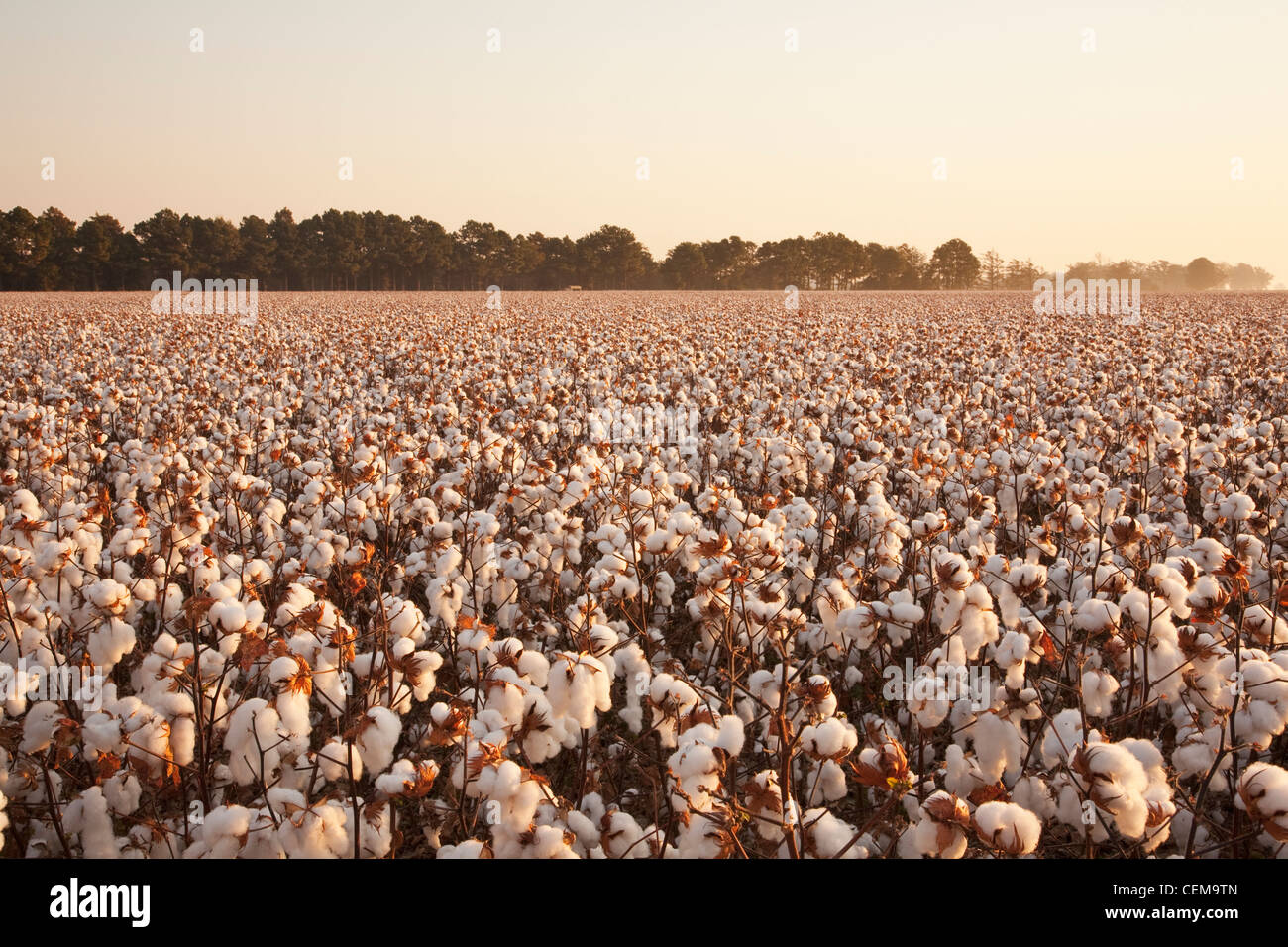 Grand champ de haut rendement défoliés à maturité des plants de coton à la récolte au début de l'étape du matin, lumière d'Automne / New York, USA. Banque D'Images