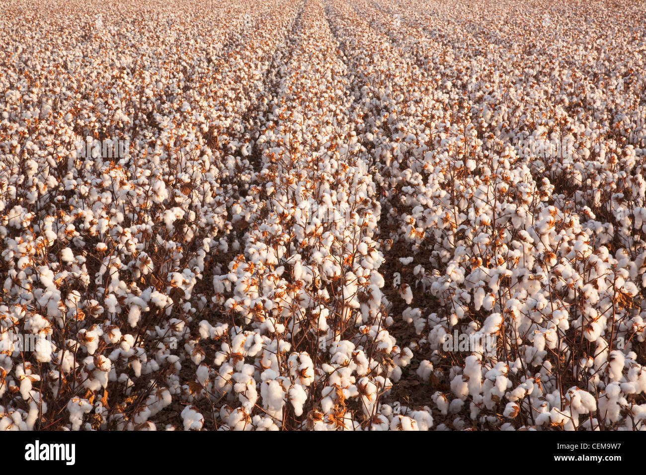 Rangées de défoliés à maturité des plants de coton à haut rendement à la récolte au début de l'étape matin Automne / lumière près de l'Angleterre, Arkansas, USA. Banque D'Images