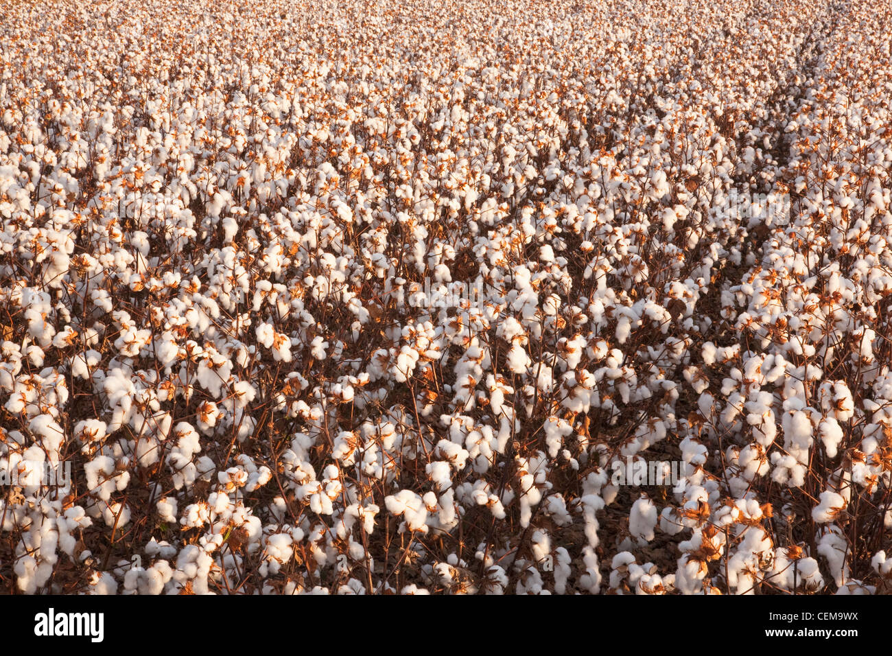 Rangées de défoliés à maturité des plants de coton à haut rendement à la récolte au début de l'étape matin Automne / lumière près de l'Angleterre, Arkansas, USA. Banque D'Images