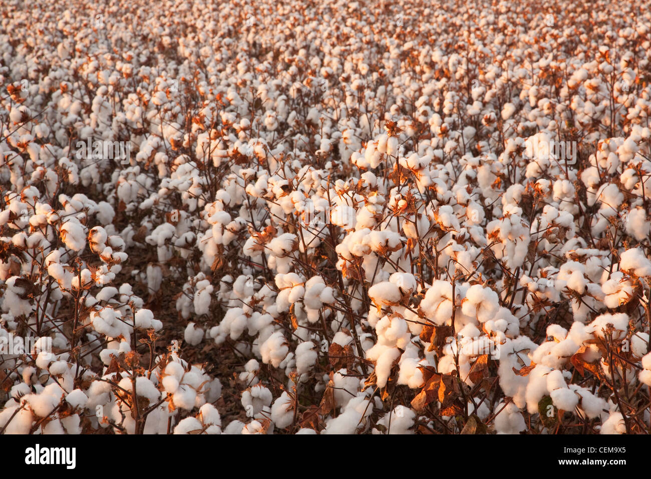 Rangées de défoliés à maturité des plants de coton à haut rendement à la récolte au début de l'étape matin Automne / lumière près de l'Angleterre, Arkansas, USA. Banque D'Images