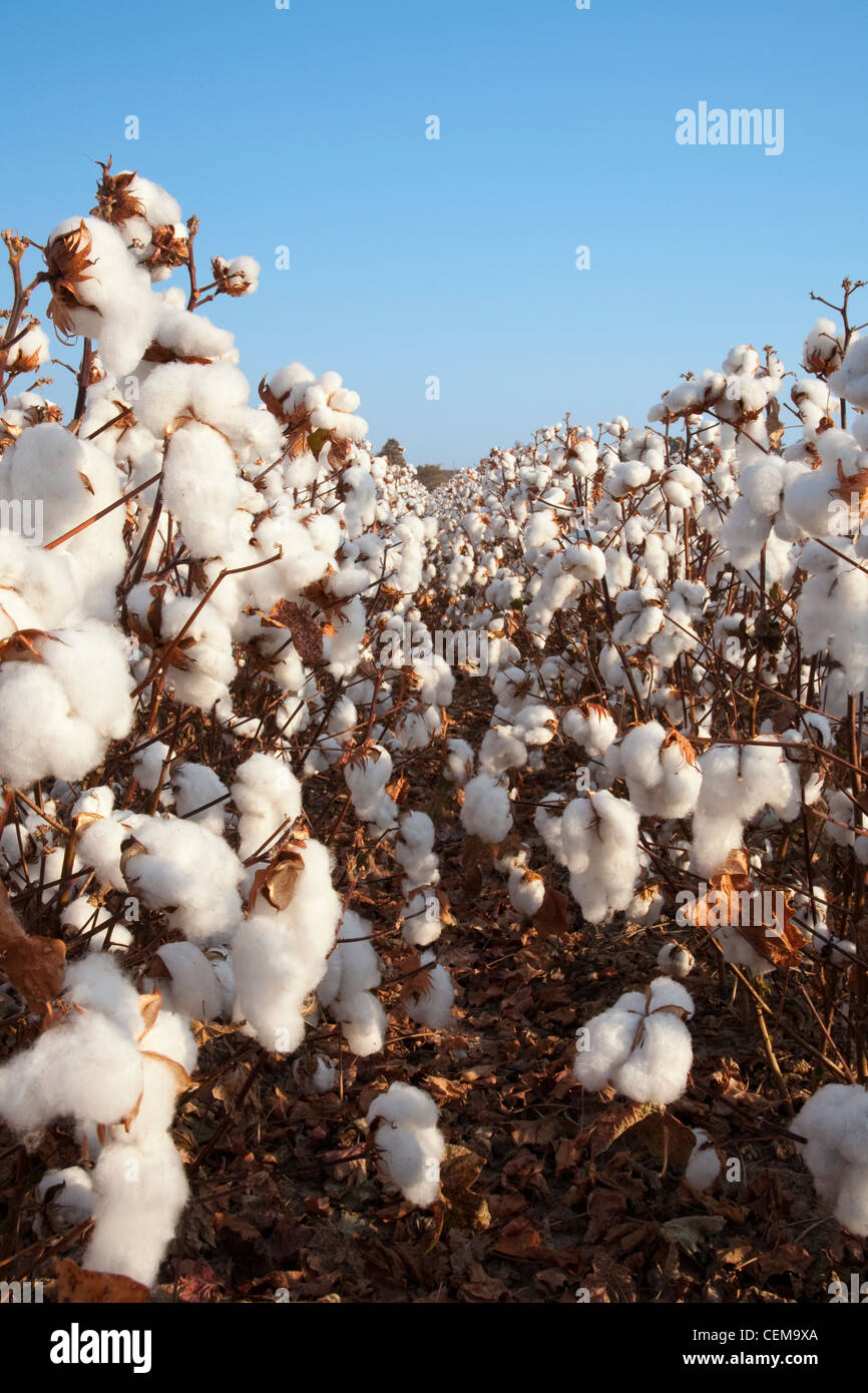 Vue de dessus entre les rangs de jeunes adultes à haut rendement défoliés au stade de la récolte des plants de coton / près de l'Angleterre, Arkansas, USA. Banque D'Images