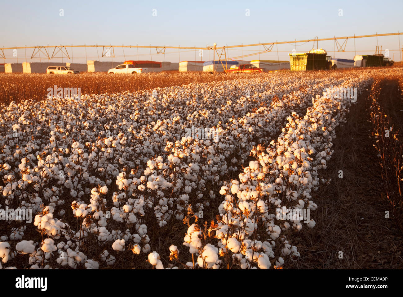 Rangées de jeunes adultes à haut rendement défoliés au stade de la récolte de coton d'arasement avec modules de coton dans l'arrière-plan / West Virginia, USA. Banque D'Images
