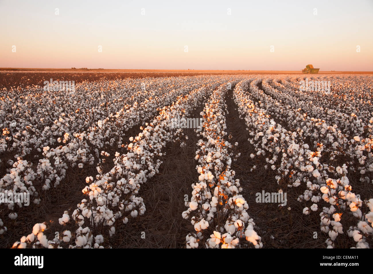 Rangées de jeunes adultes à haut rendement défoliés au stade de la récolte de coton décapant avec des opérations de récolte en cours dans l'arrière-plan. Banque D'Images