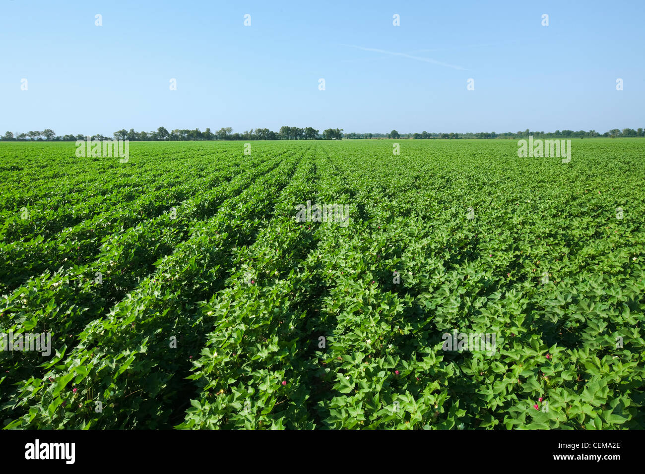 La croissance de l'Agriculture - Grande Moyenne champ de coton dans le stade avancé de mise à fruit / près de l'Angleterre, Arkansas, USA. Banque D'Images