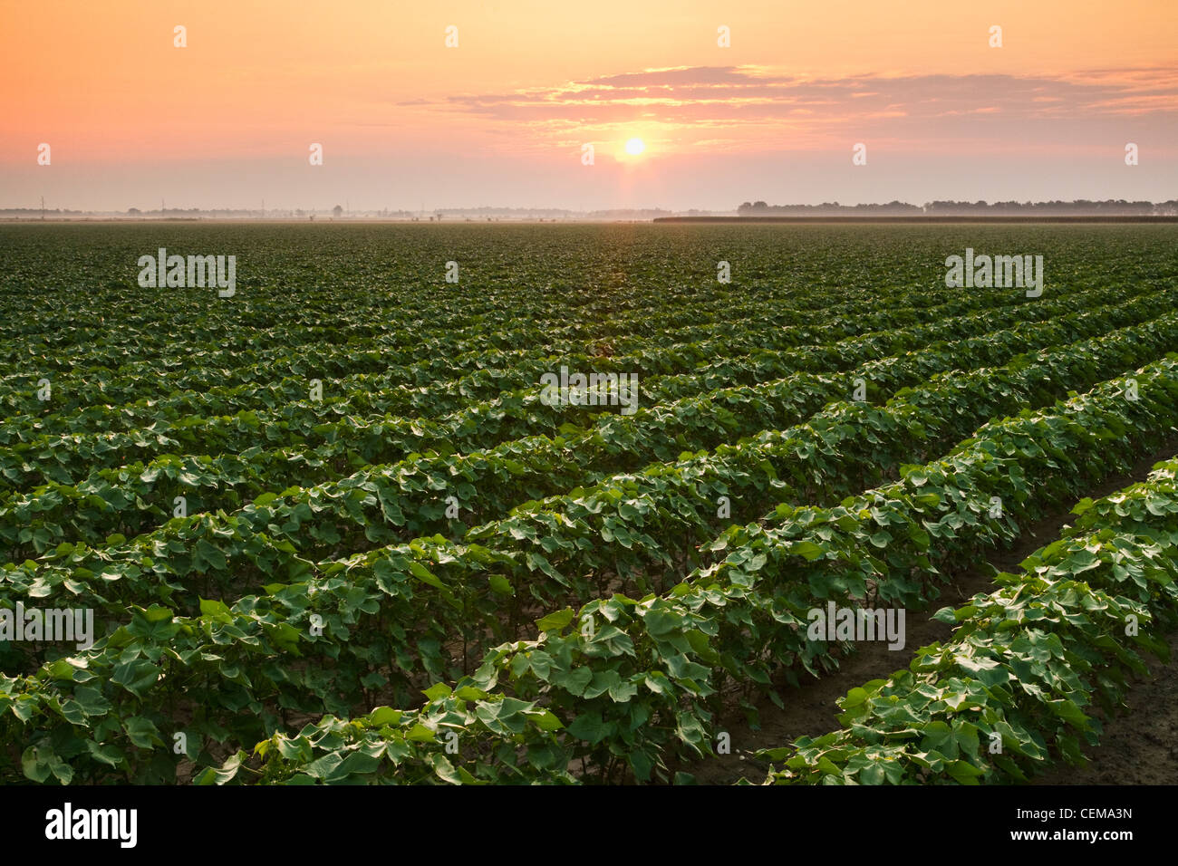 Agriculture - Domaine de croissance à la mi coton pic boll inaugure, au lever du soleil / près de l'Angleterre, Arkansas, USA. Banque D'Images