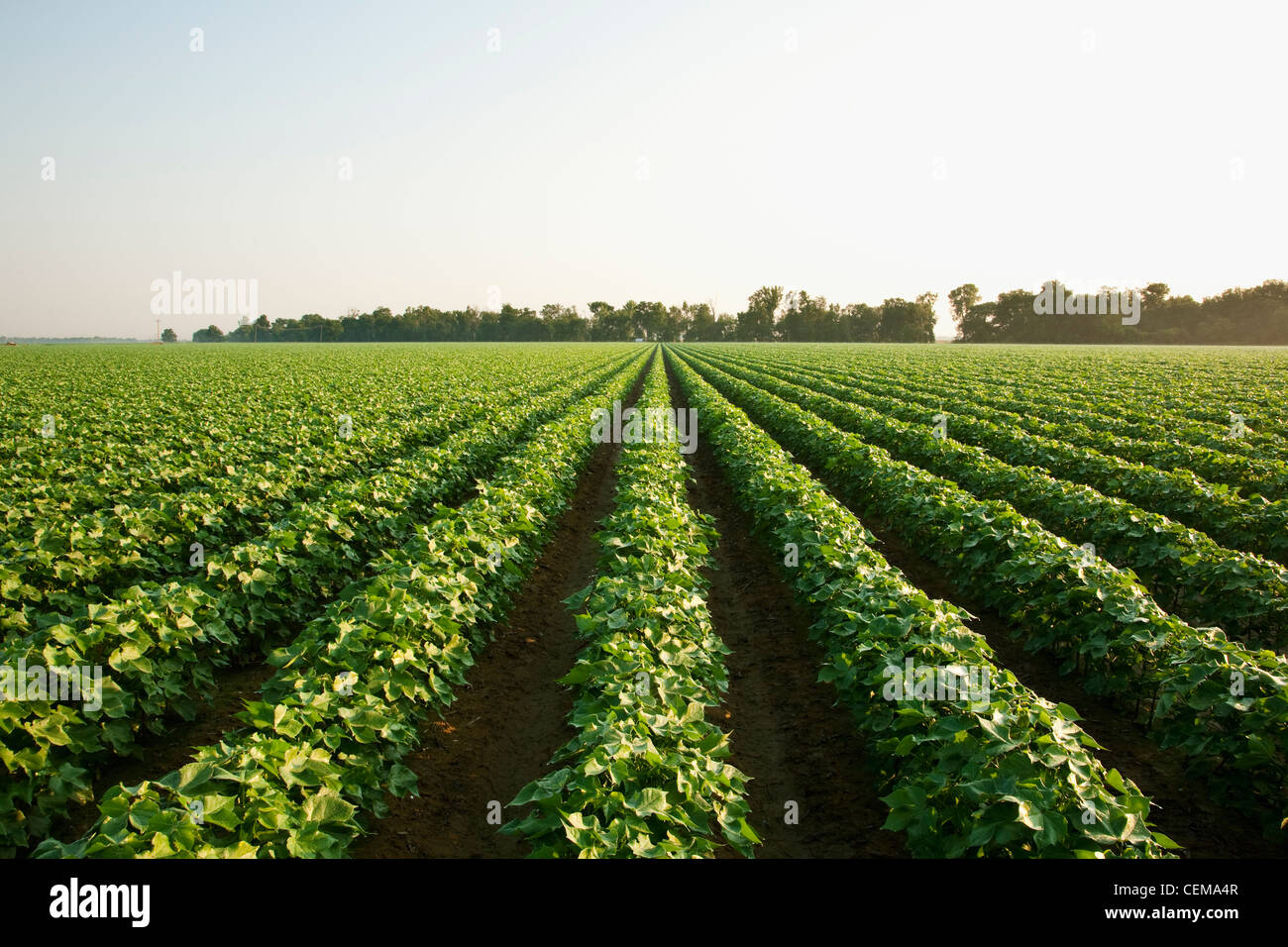 Agriculture - Domaine de croissance moyen Bollguard II coton Roundup Ready au pic boll / stade de près de l'Angleterre, Arkansas, USA. Banque D'Images