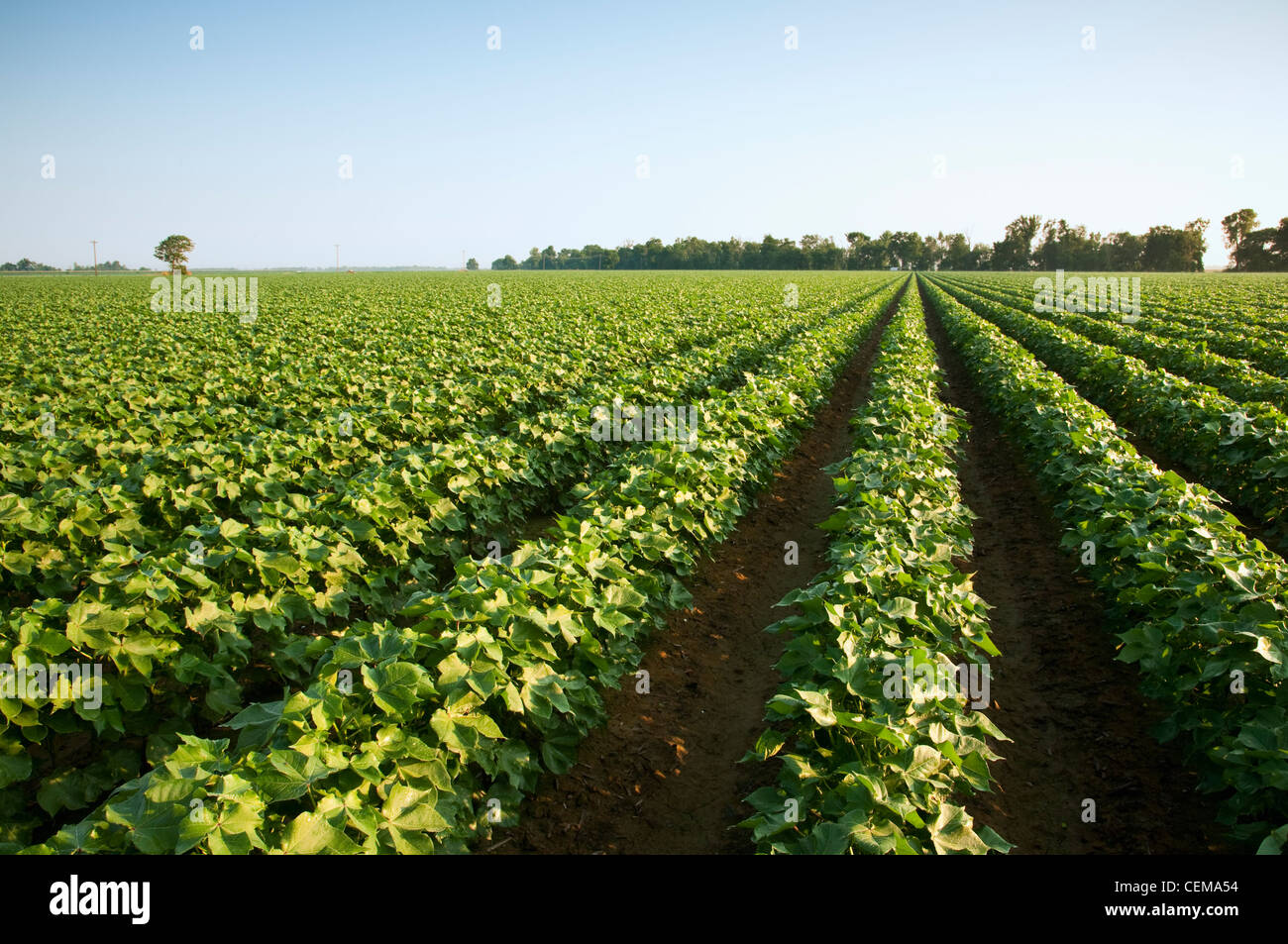 Agriculture - Domaine de croissance moyen Bollguard II coton Roundup Ready au pic boll / stade de près de l'Angleterre, Arkansas, USA. Banque D'Images