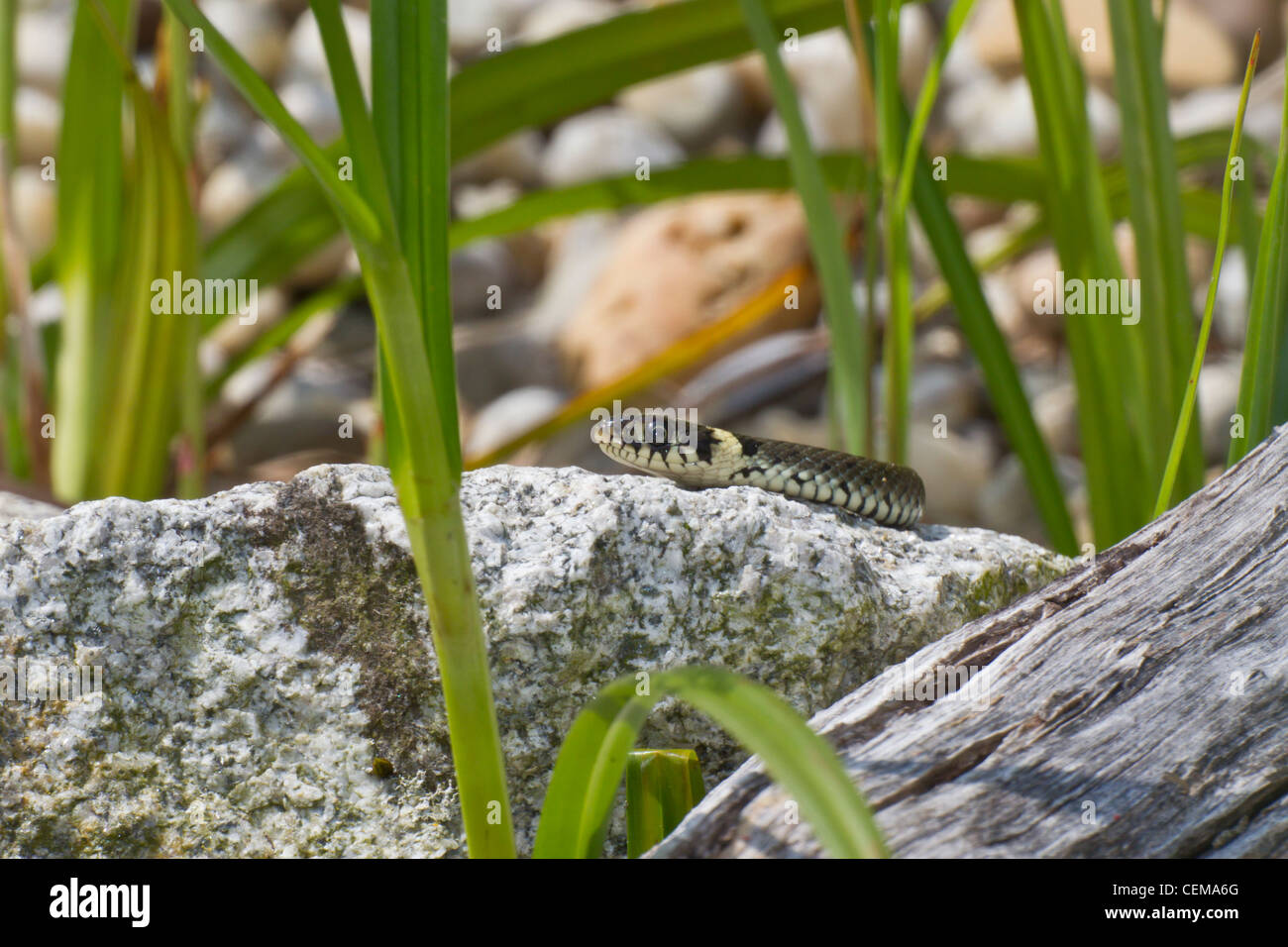 Ringelnatter, Natrix natrix, serpent à herbe Banque D'Images