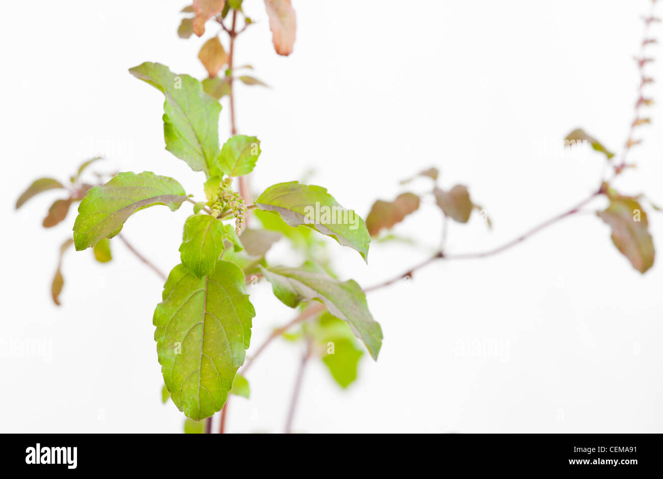 Ocimum tenuiflorum. Le basilic sacré, plante Tulsi et fleurs sur fond blanc Banque D'Images