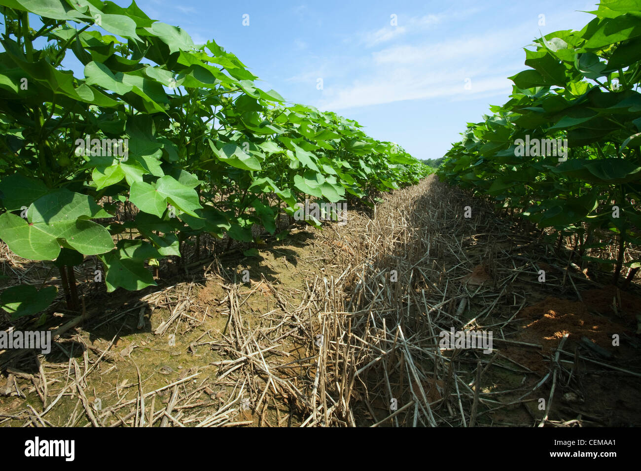 Agriculture - Vue vers le bas entre les rangées de milieu de culture sans labour de croissance des plants de coton au début de l'étape de la quadrature / Angleterre, Arkansas, USA. Banque D'Images