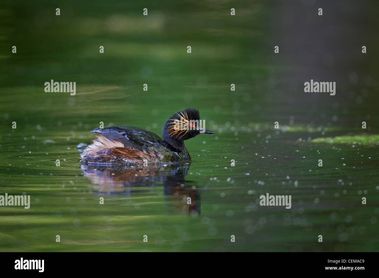 Schwarzhalstaucher, Podiceps nigricollis Grèbe à cou noir, Banque D'Images