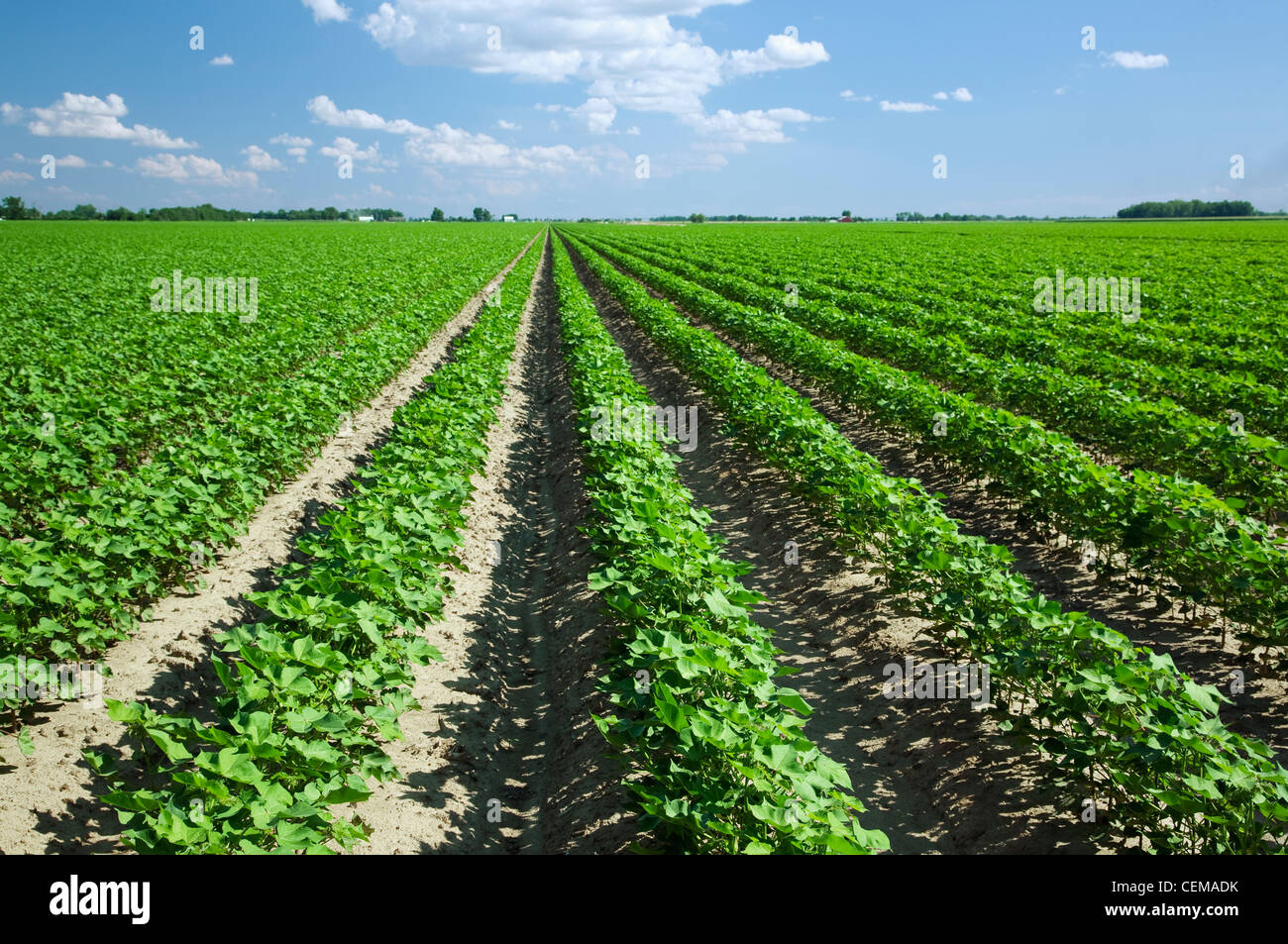 Agriculture - grand domaine de croissance sain milieu coton au milieu de l'étape de mise à fruits / près de Jonesboro, Arkansas, USA. Banque D'Images