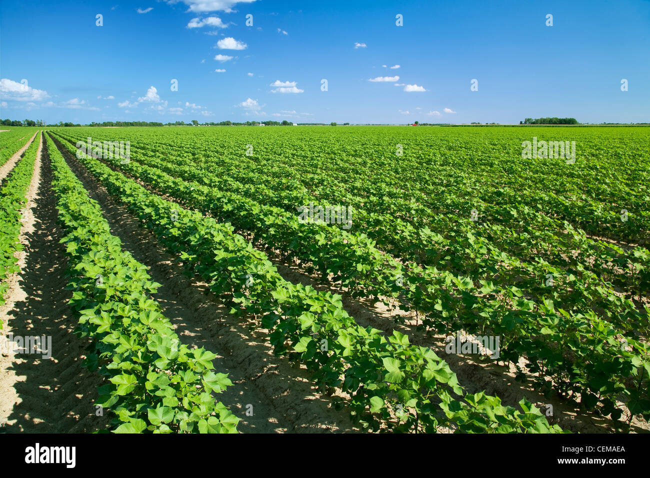 Agriculture - grand domaine de croissance sain milieu coton au milieu de l'étape de mise à fruits / près de Jonesboro, Arkansas, USA. Banque D'Images
