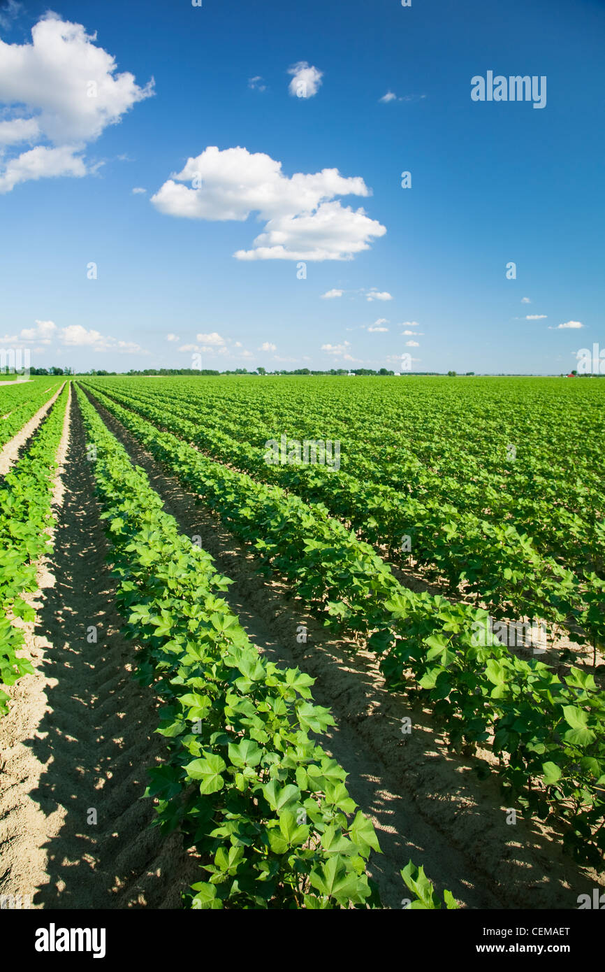 Agriculture - grand domaine de croissance sain milieu coton au milieu de l'étape de mise à fruits / près de Jonesboro, Arkansas, USA. Banque D'Images