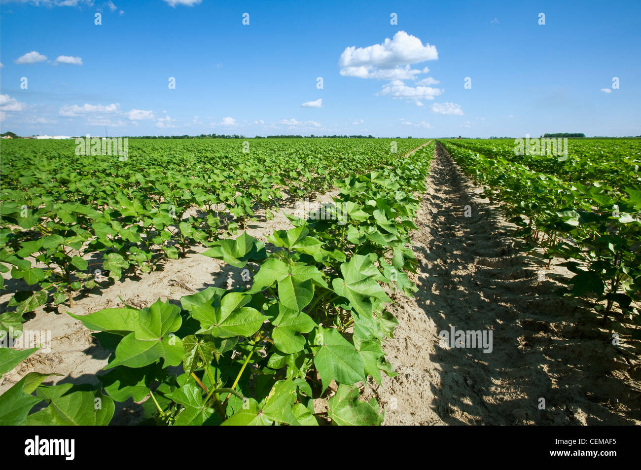 Agriculture - grand domaine de croissance sain milieu coton au milieu de l'étape de mise à fruits / près de Jonesboro, Arkansas, USA. Banque D'Images