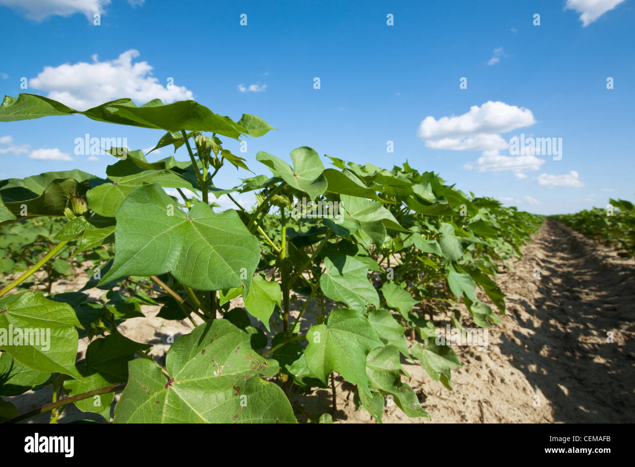 Low angle view à la recherche vers le bas entre les rangs d'une saine croissance des plants de coton au milieu le milieu de la nouaison étape/Jonesboro, Arkansas. Banque D'Images