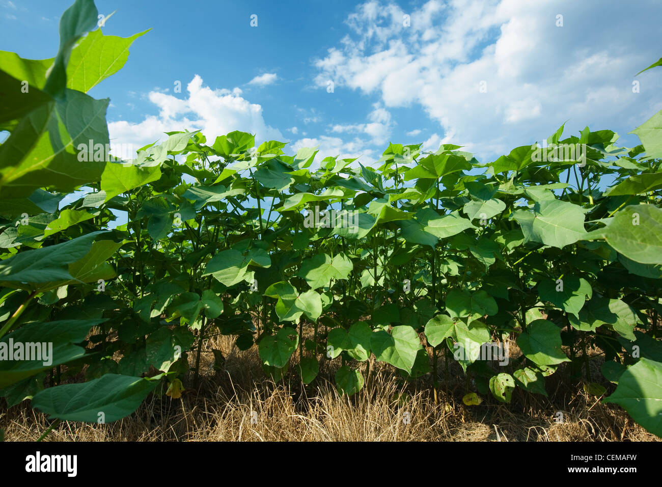 Agriculture - portrait d'une saine croissance moyenne non-labour des plants de coton à mi floraison / ouest du Tennessee, USA. Banque D'Images
