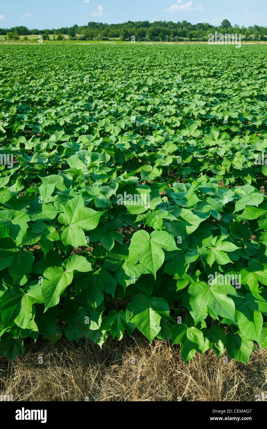 Domaine de la croissance mi sain non-labour coton au milieu de floraison, montrant la weda du des plants de coton / New York, USA. Banque D'Images