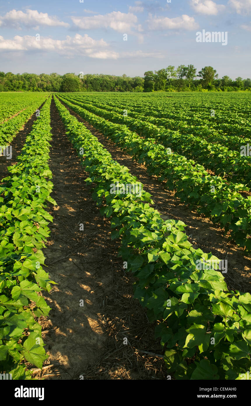 Agriculture - Domaine de croissance sain milieu non-labour coton au stade de la quadrature in early morning light / l'ouest du Tennessee, USA. Banque D'Images