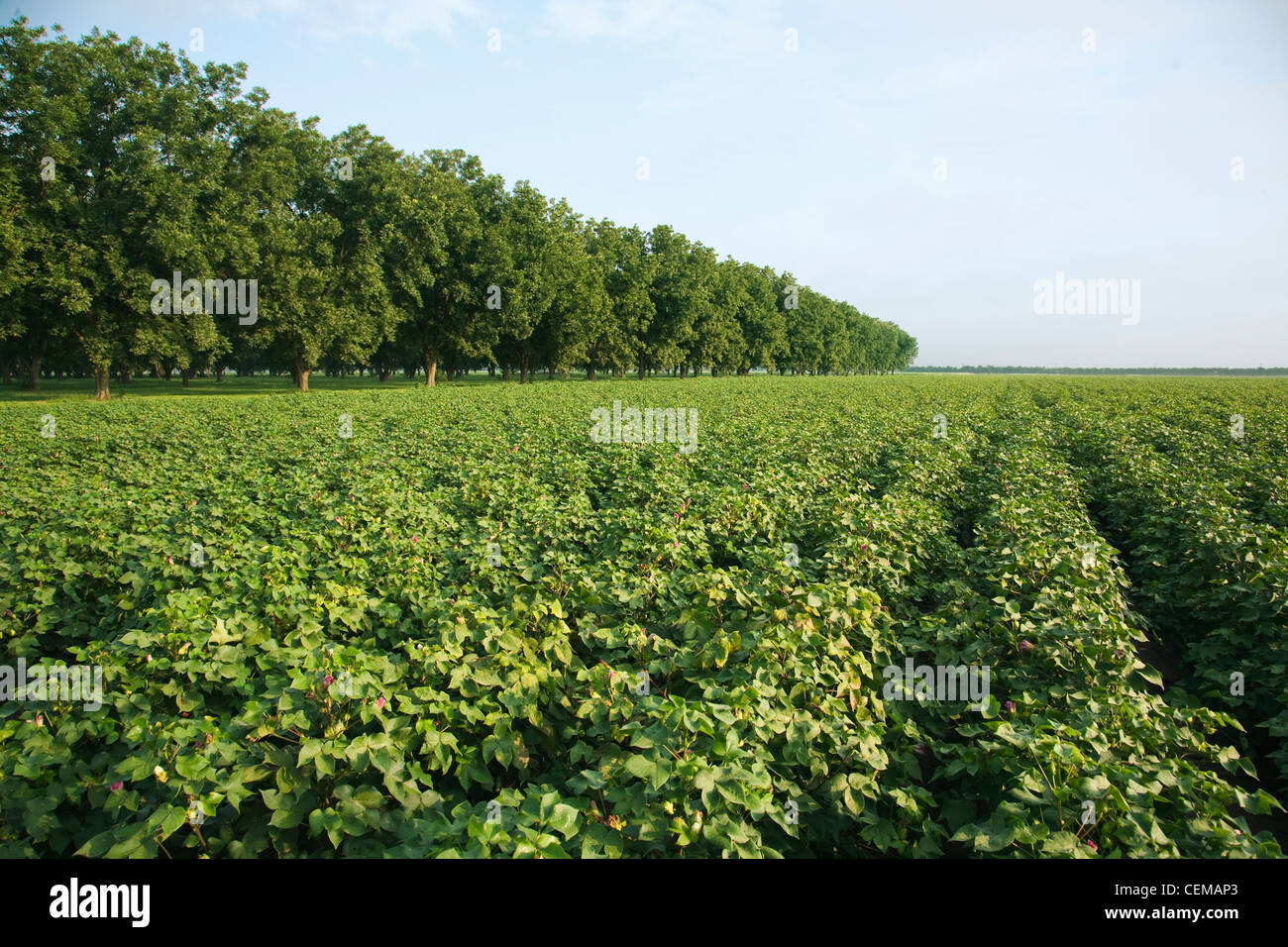 La croissance des cultures de coton mi à la fin de la nouaison étape dans le premier plan avec pecan grove dans l'arrière-plan / New York, USA. Banque D'Images
