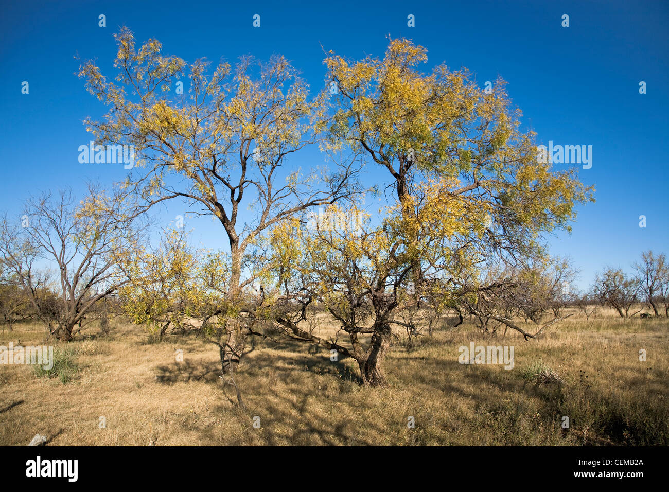 Mesquite plantes, que l'on trouve couramment dans le Texas et le sud-ouest des États-Unis Le bois est utilisé pour le mobilier, le travail du bois et de bois de chauffage/ Texas Banque D'Images