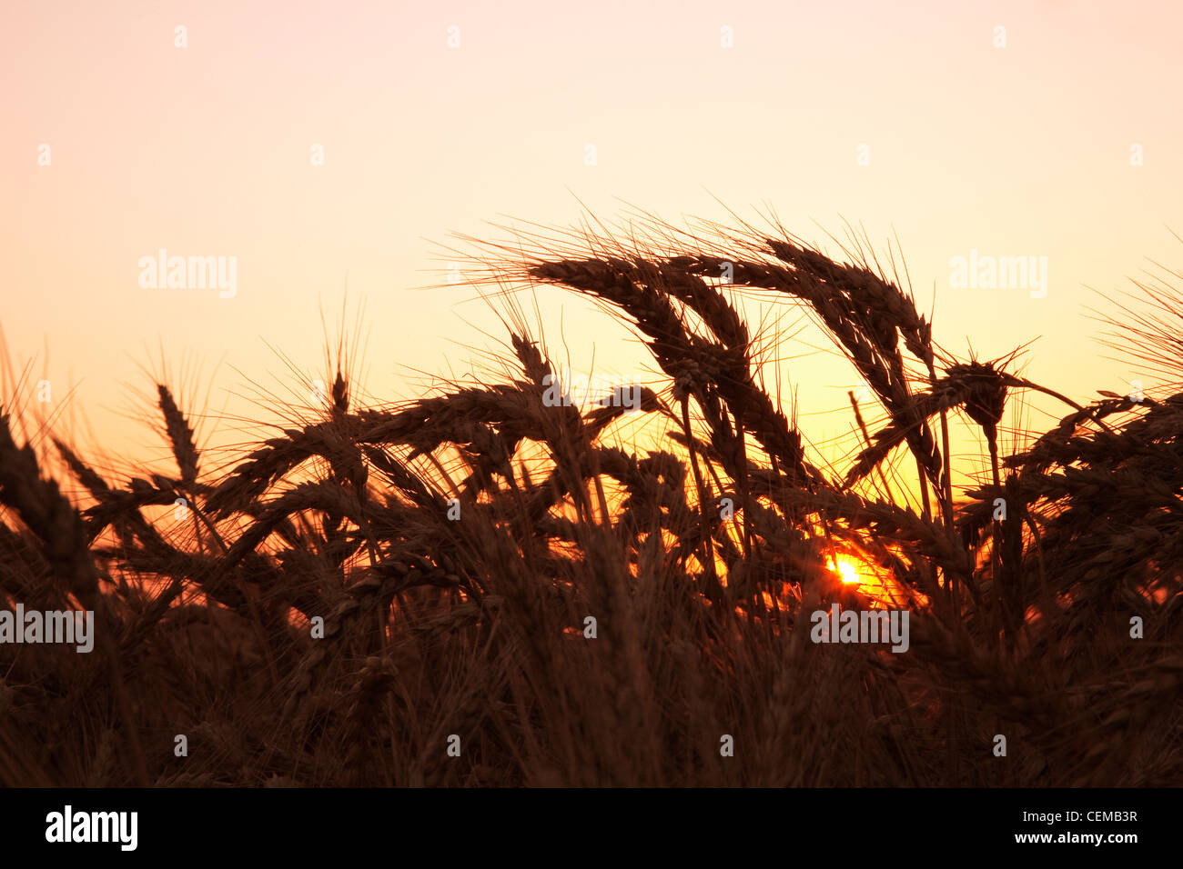 Agriculture - l'étape de la récolte à maturité du blé tendre rouge d'hiver à la fin du printemps au coucher du soleil / est de l'Arkansas, USA. Banque D'Images