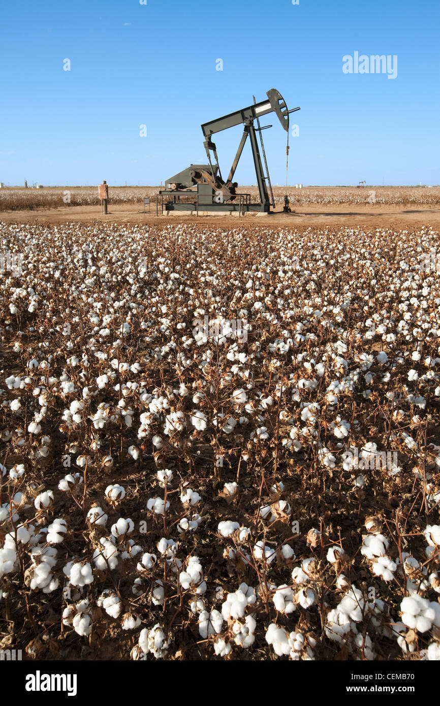 Agriculture - Une pompe à huile l'unité de pompage (jack) dans un domaine de l'étape de la récolte de coton d'arasement / West Virginia, USA. Banque D'Images