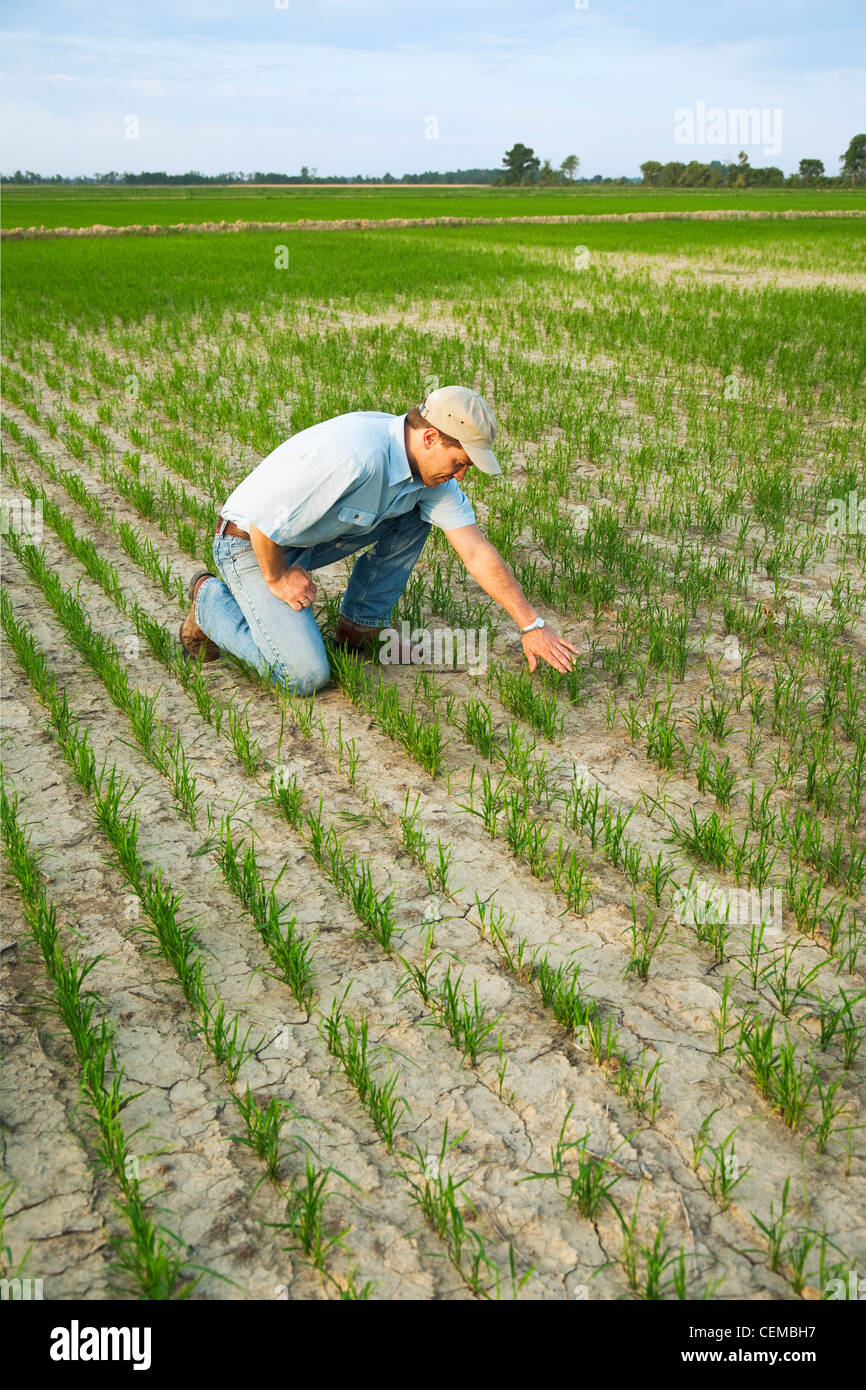 Un agriculteur (producteur) à genoux dans son domaine de l'inspection du progrès de sa récolte de riz / début de la croissance de l'Arkansas, USA. Banque D'Images
