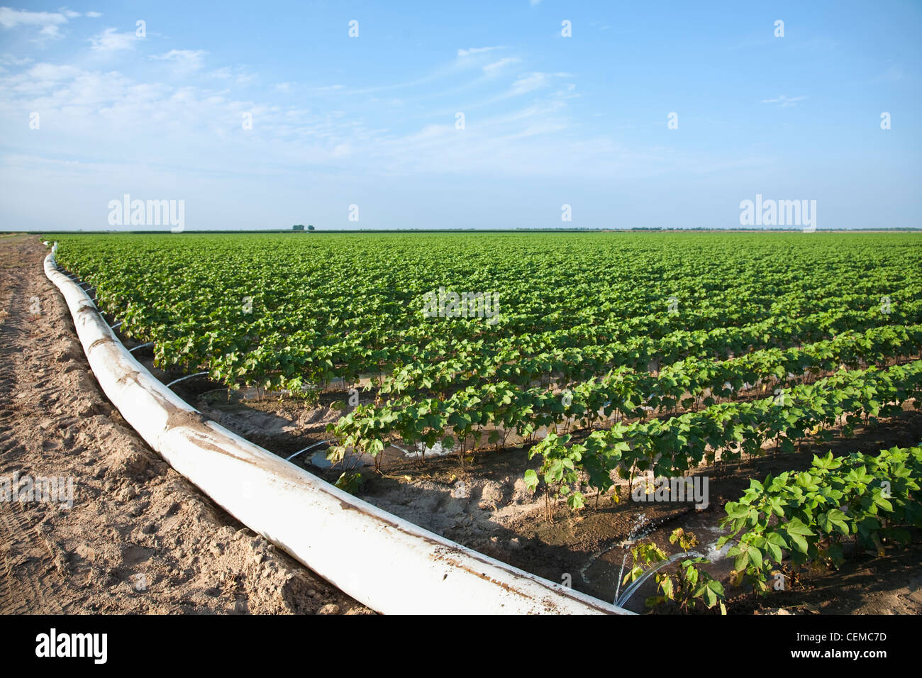 L'irrigation d'un sillon de la croissance moyenne de la récolte de coton à l'aide d'un tuyau poly roll out / près de l'Angleterre, Arkansas, USA. Banque D'Images