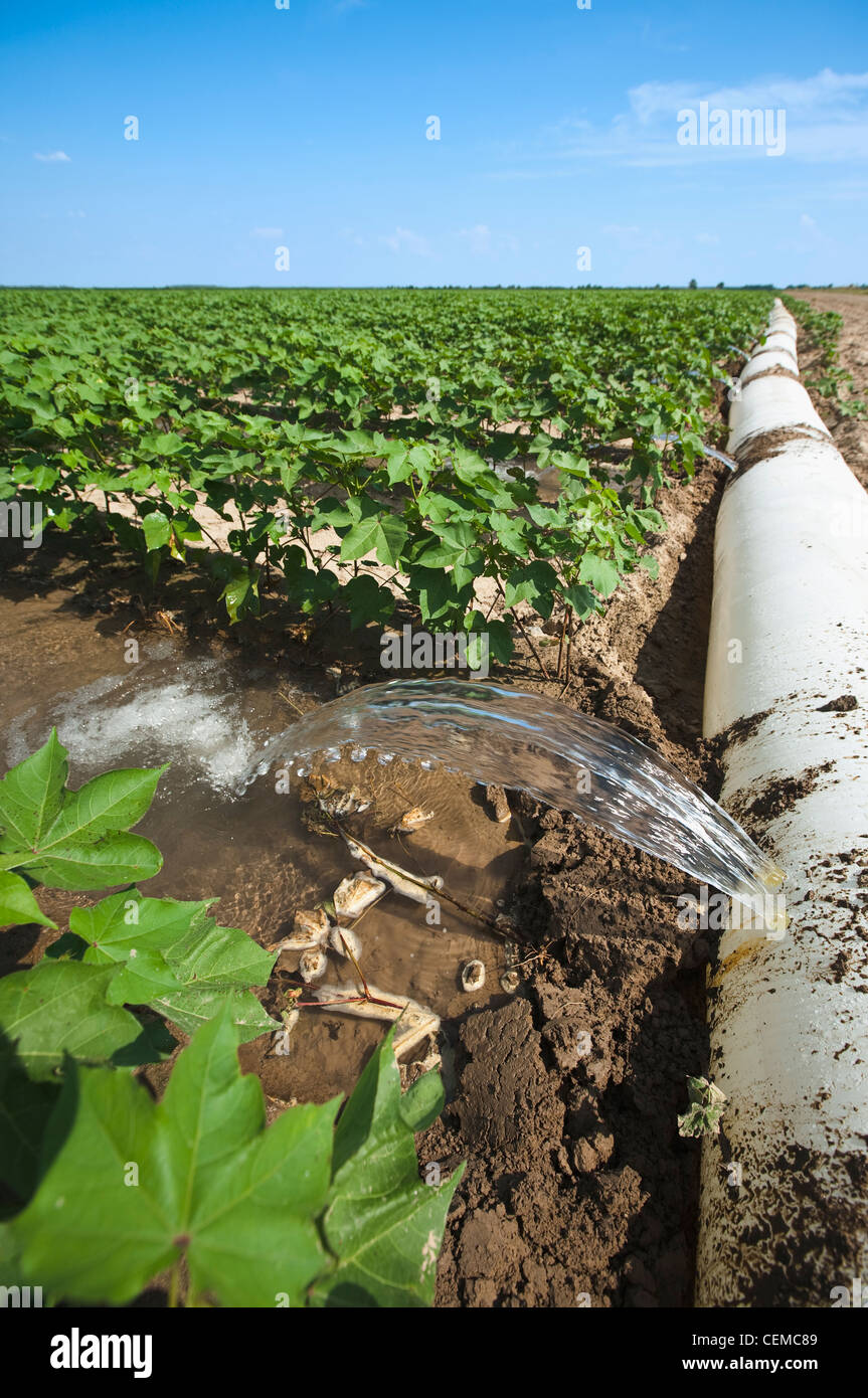 L'irrigation d'un sillon de la croissance moyenne de la récolte de coton à l'aide d'un tuyau poly roll out / près de l'Angleterre, Arkansas, USA. Banque D'Images