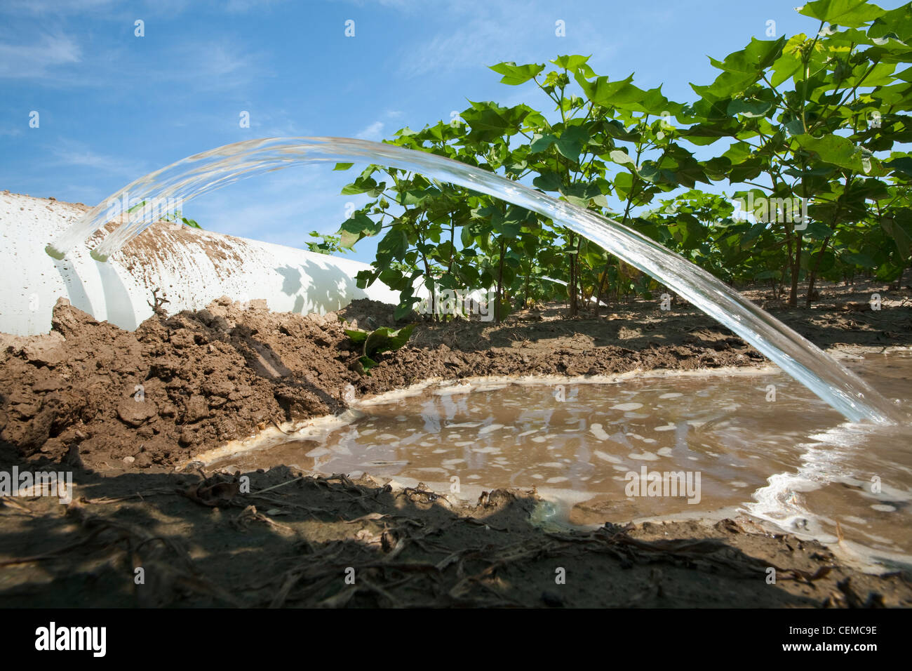 L'irrigation d'un sillon de la croissance moyenne de la récolte de coton à l'aide d'un tuyau poly roll out / près de l'Angleterre, Arkansas, USA. Banque D'Images