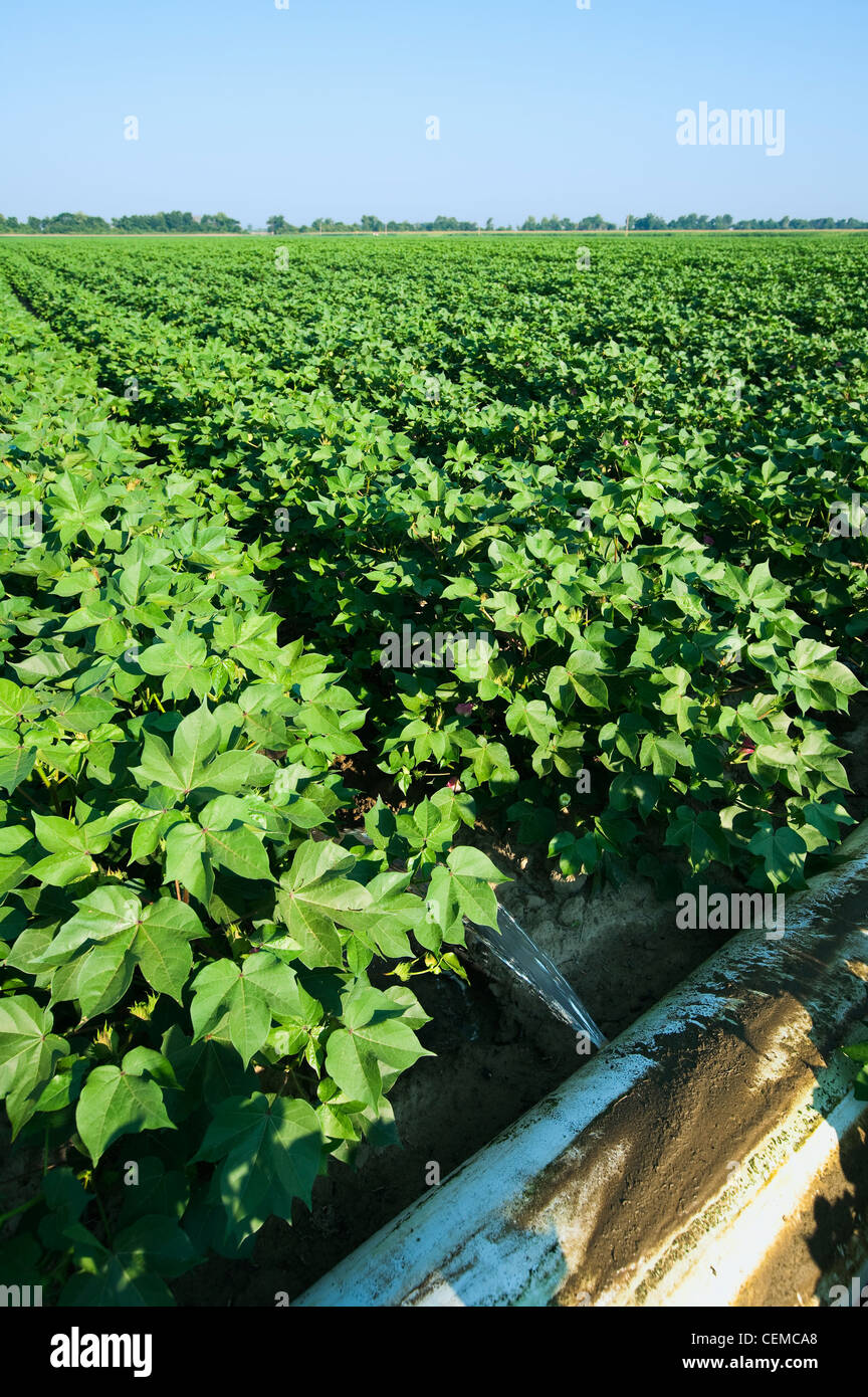 L'irrigation d'un sillon de la croissance moyenne de la récolte de coton à l'aide d'un tuyau poly roll out / près de l'Angleterre, Arkansas, USA. Banque D'Images