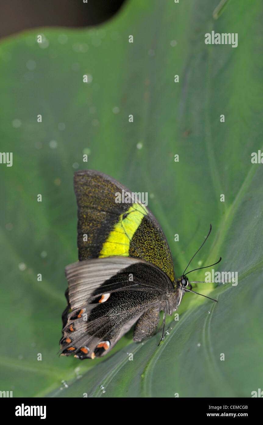 Papillon du machaon émeraude : Papilio palinurus. Banque D'Images