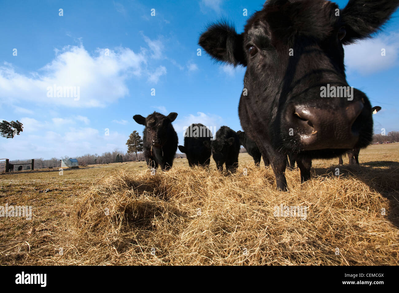 - L'élevage du bœuf Black Angus l'engraissement de bovins sur le foin sur un endroit sec et froid hiver / New York, USA. Banque D'Images