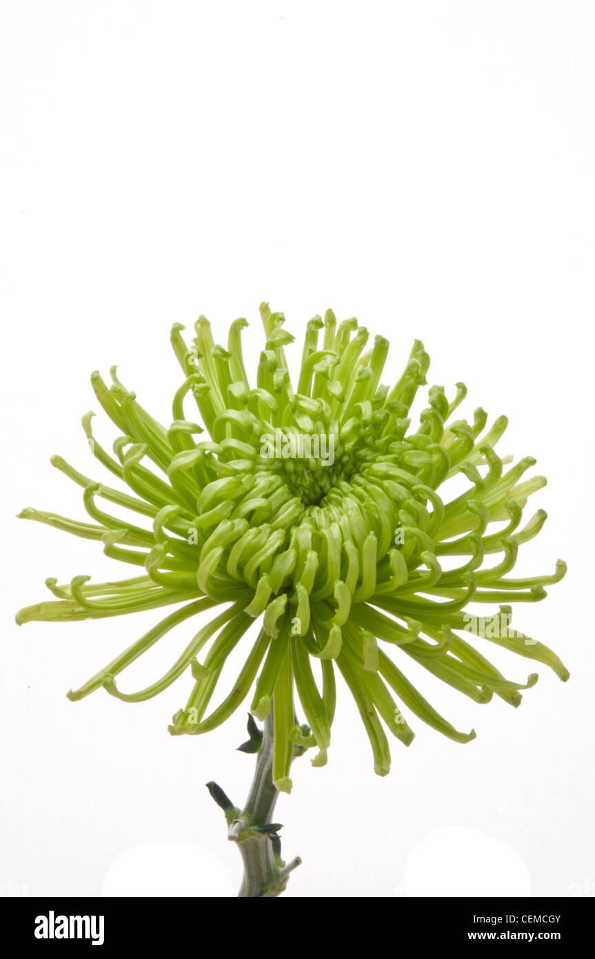 Green Spider chrysanthème. Sur fond blanc Banque D'Images