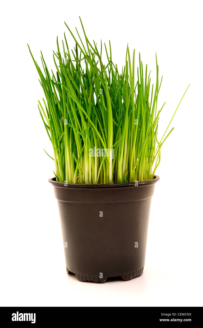 La ciboulette-'Allium-Schoenoprasum'. Banque D'Images