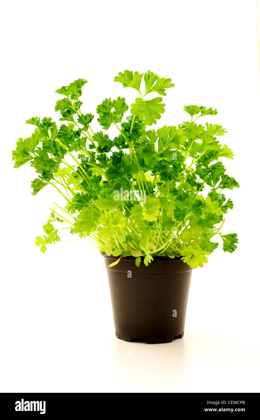 Le persil Herb-'Petroselinum crispum'. Banque D'Images