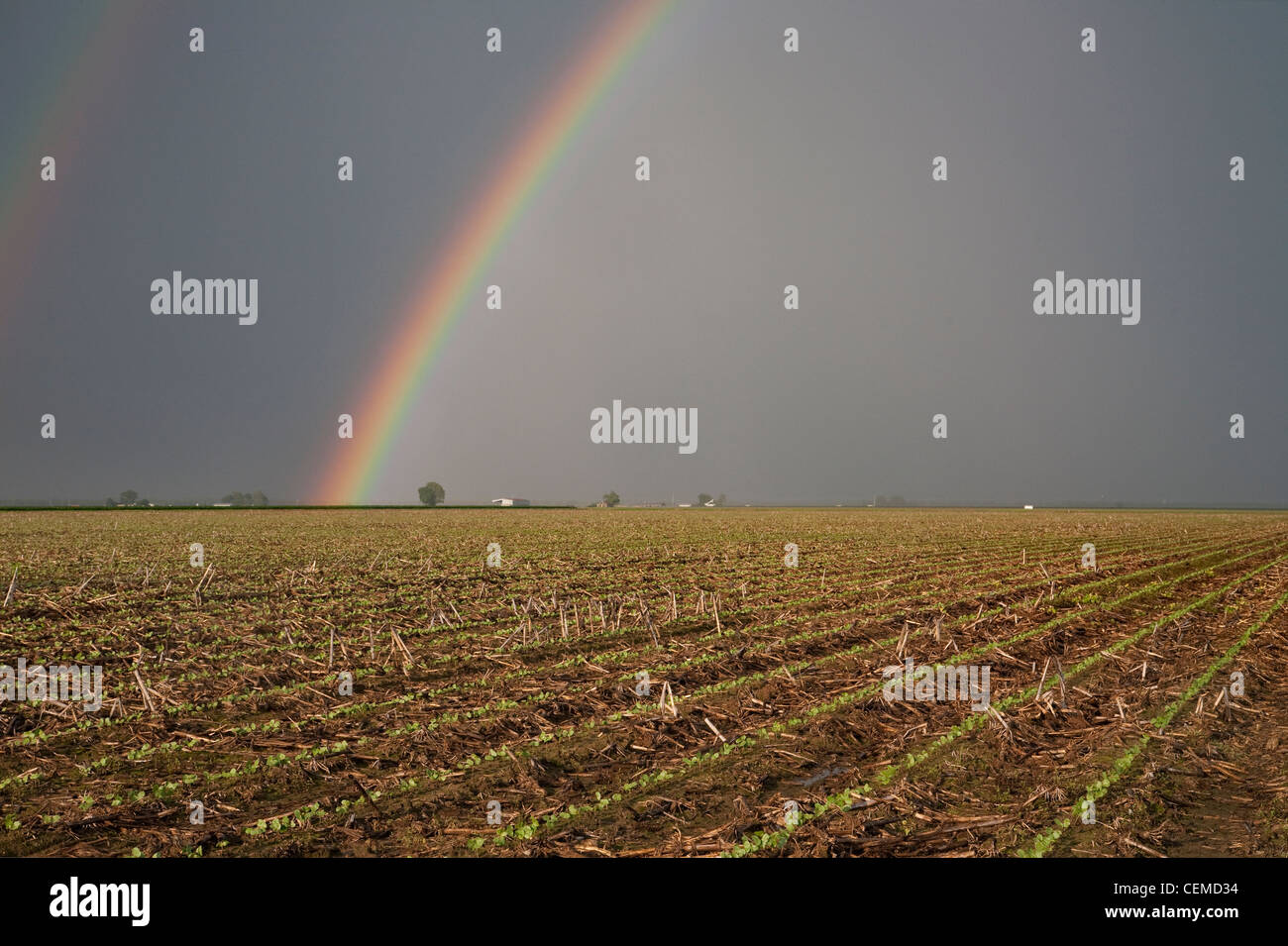 Agriculture - Domaine des plants de coton à la mi printemps avec un noir, arc-en-ciel d'orage et à l'arrière-plan / New York, USA. Banque D'Images