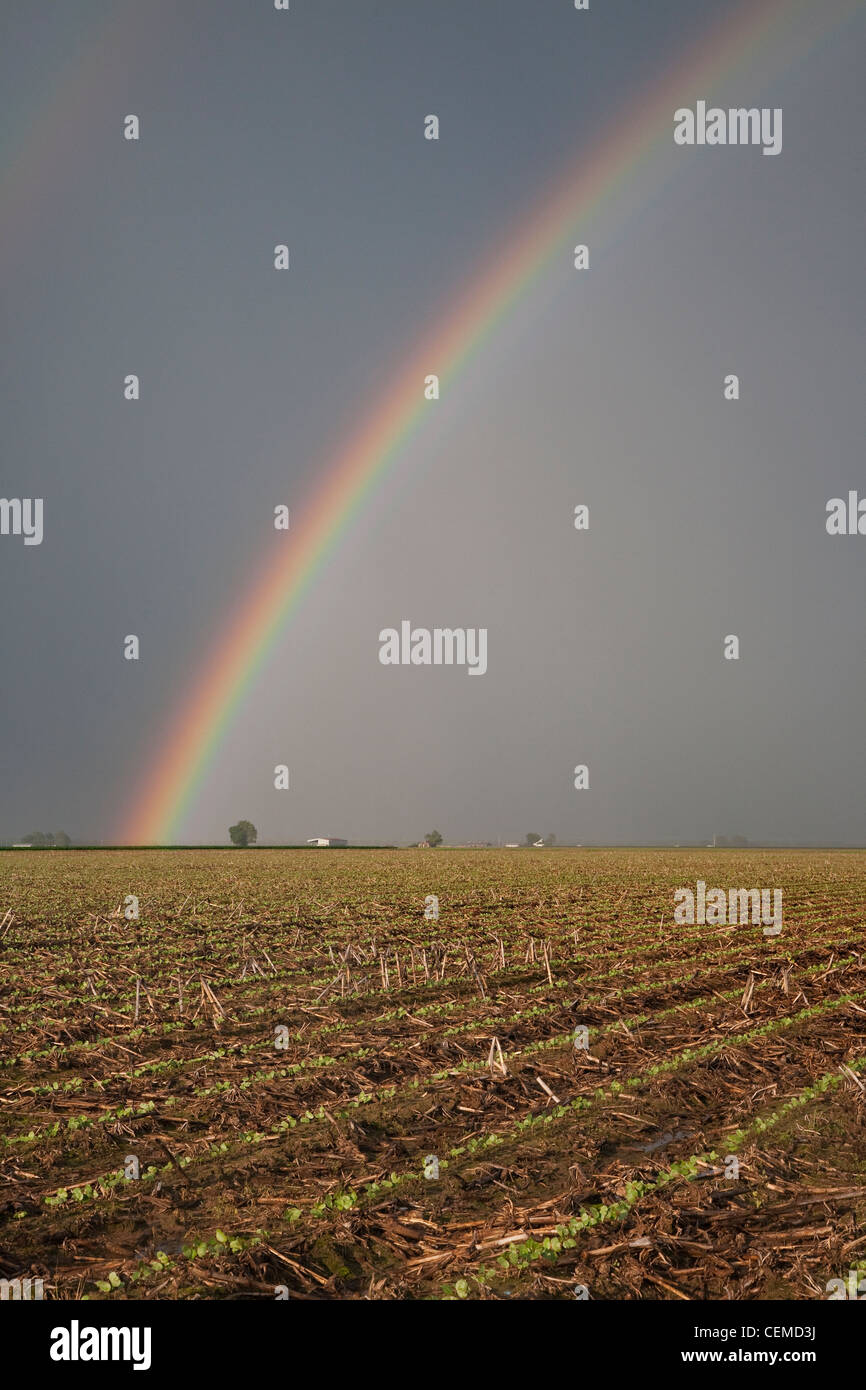 Agriculture - Domaine des plants de coton à la mi printemps avec un noir, arc-en-ciel d'orage et à l'arrière-plan / New York, USA. Banque D'Images